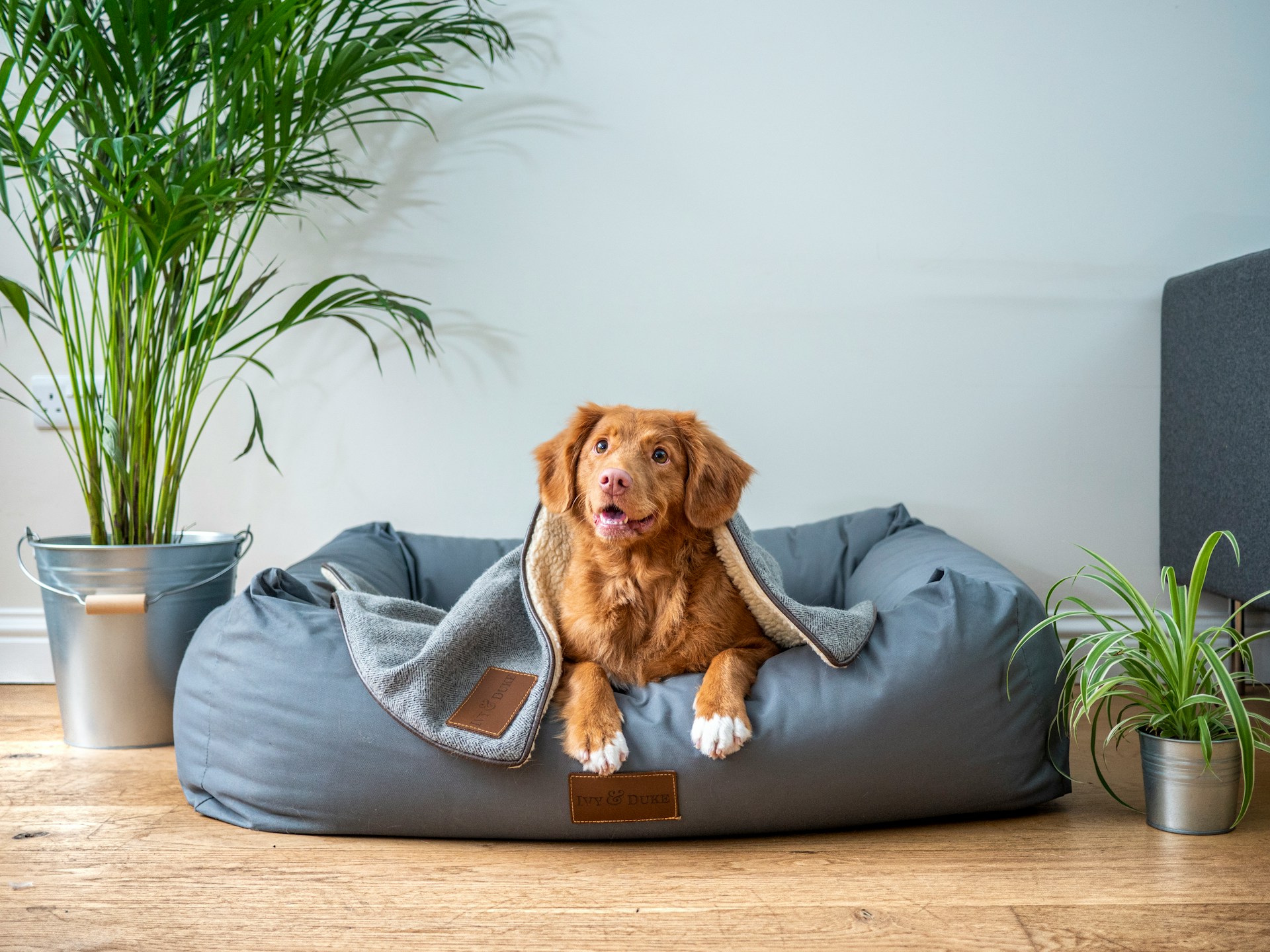Would you make a good Pet Owner
